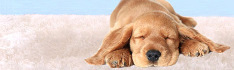 schlafender Hund, Copyright: AGFW